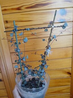 Ceropegia woodii