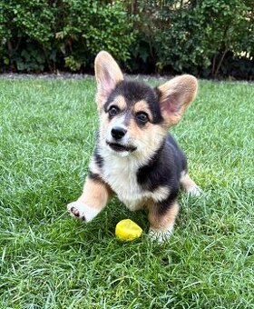 Welsh Corgi Pembroke