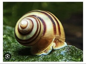 Mini ampulária špirálová