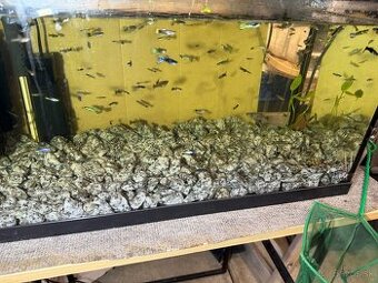 predám Gupky a Endlerky