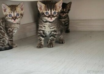 Bengálska mačka kocúr,mačiatko,Bengal