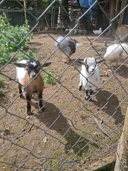 Predám holandských mini capkov