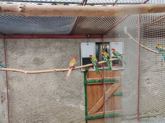 predám rozely pestré alebo vymením