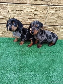 Jazveĉík trpaslicí