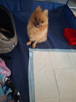 Beriem rezervaciu na pomeraniana