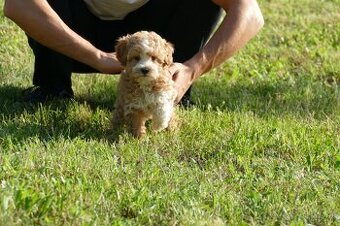 Mini Maltipoo