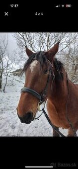 Uzda