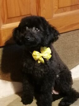 Trpasličí pudel-rezervovaná