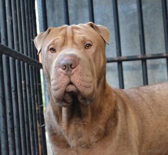 American bully / sharpei