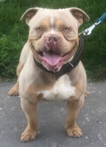 American bully na krytie 3 kolor