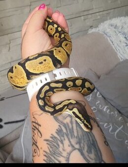Python regius , python kralovsky, pyton