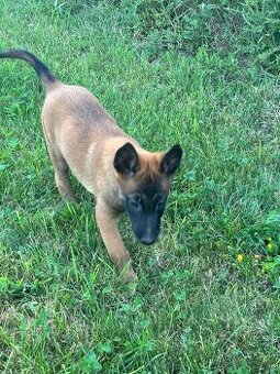 Belgický ovčiak - Malinois