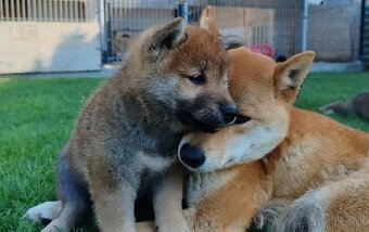 Shiba inu psýky s PP