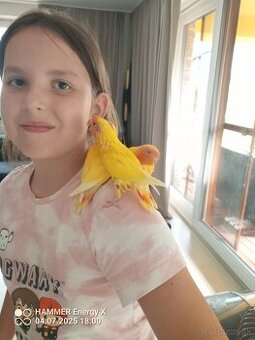 Agapornis ruzovohrdly žltý