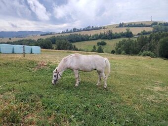 Predám kobylu, kobylku pony
