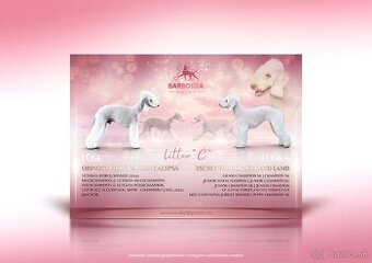 Bedlington terier s PP