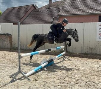 SPORTOVNÍ PONY PRINCEZNA - PŘIPRAVENA NA PRVNÍ ZÁVODY
