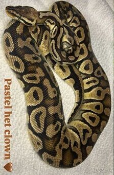 Python Regius/ Pytón Kráľovsky