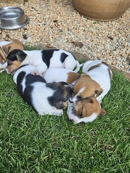 Jack Russell teriér