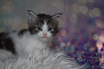 Mainska myvalia mačka - mačiatka Maine coon s PP-Alan