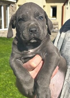 Cane Corso