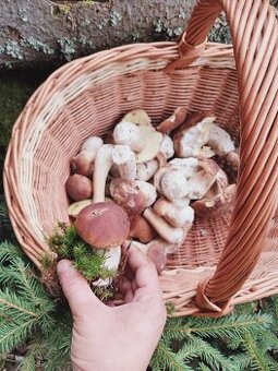 Sušené hríby huby hribiky - 1