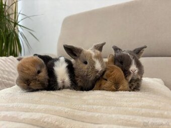 🐰 Na predaj, rezerváciu zakrslé zajačiky, minilop & teddy
