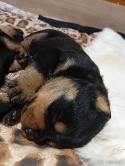 Šteňatá Rottweiler
