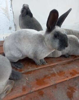 Králiky Rexi
