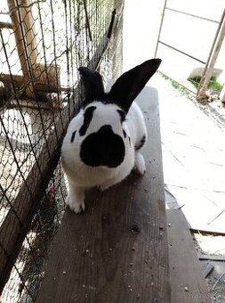 Nemecký obrovitý strakáč