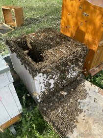 Predám včelstvá na ČS rámikoch, včely - 1