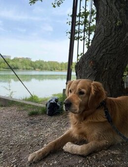 Zlatý retriever na krytie