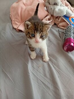 Kocur