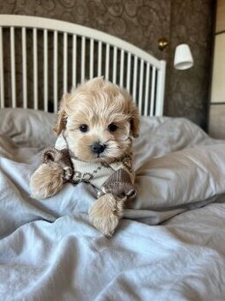 Maltipoo šteniatka