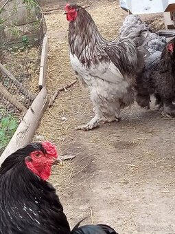 NV Brahmanky veľkej