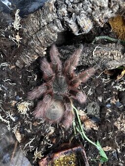 Vtáčkar, pavúk, tarantula