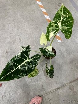 Alocasia Frydek Veriegata