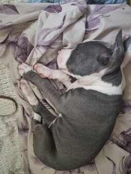 Amstaff , Ameriscky staford