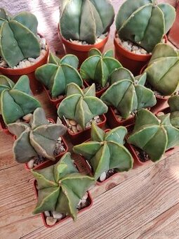 Kaktusy- Astrophytum