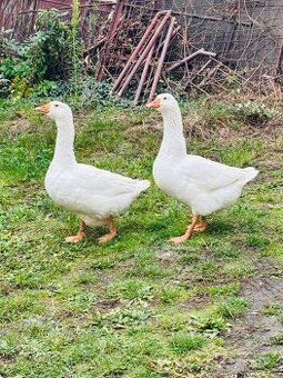 Slovenske biele husi