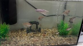 Ruby,akvarium,filtre,prevzdušňovanie,dekoracie - 1