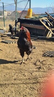 Araucana