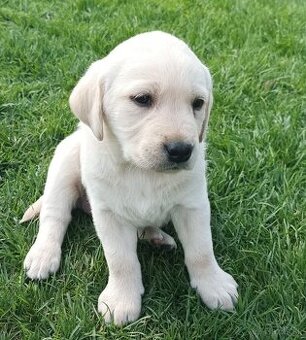 šteniatko labradora