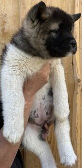 Americka akita bez pp