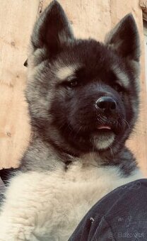 Americka akita bez pp