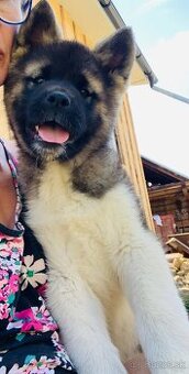 Americka akita bez pp