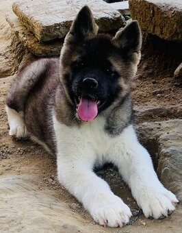 Americka akita bez pp