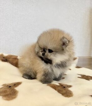 Pomeranian chlapček