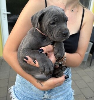 Fenky Cane Corso