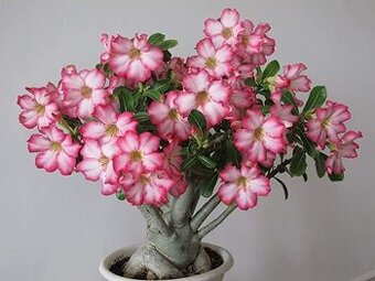 Adenium obesum - Puštna ruža